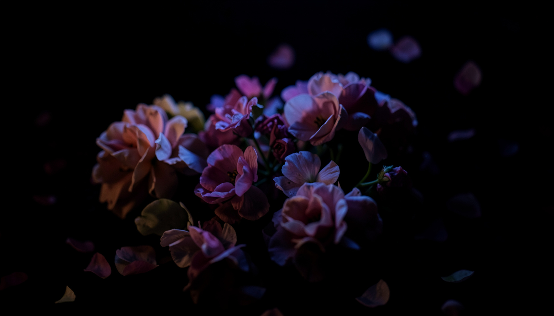 Fondo oscuro con flores en tonos rosados y violetas, pétalos esparcidos suavemente, atmósfera cálida y emotiva