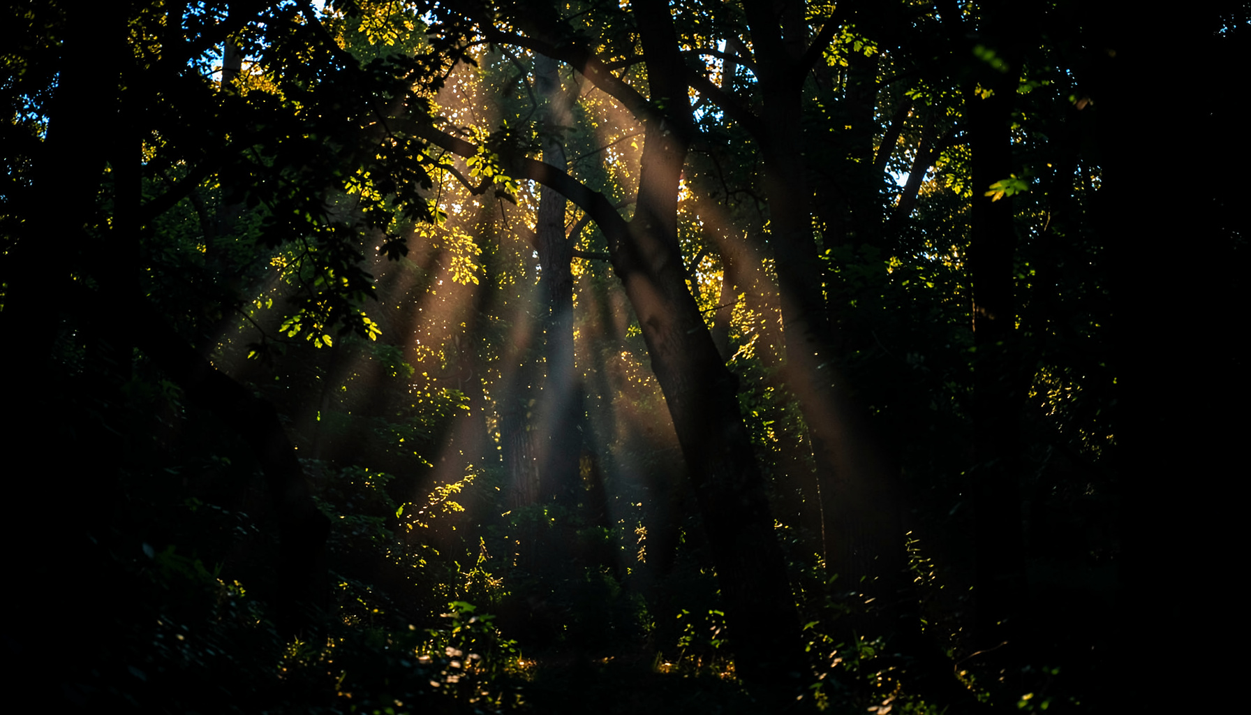Bosque con rayos de sol filtrándose entre los árboles, verdes profundos y dorados cálidos, atmósfera de renovación.