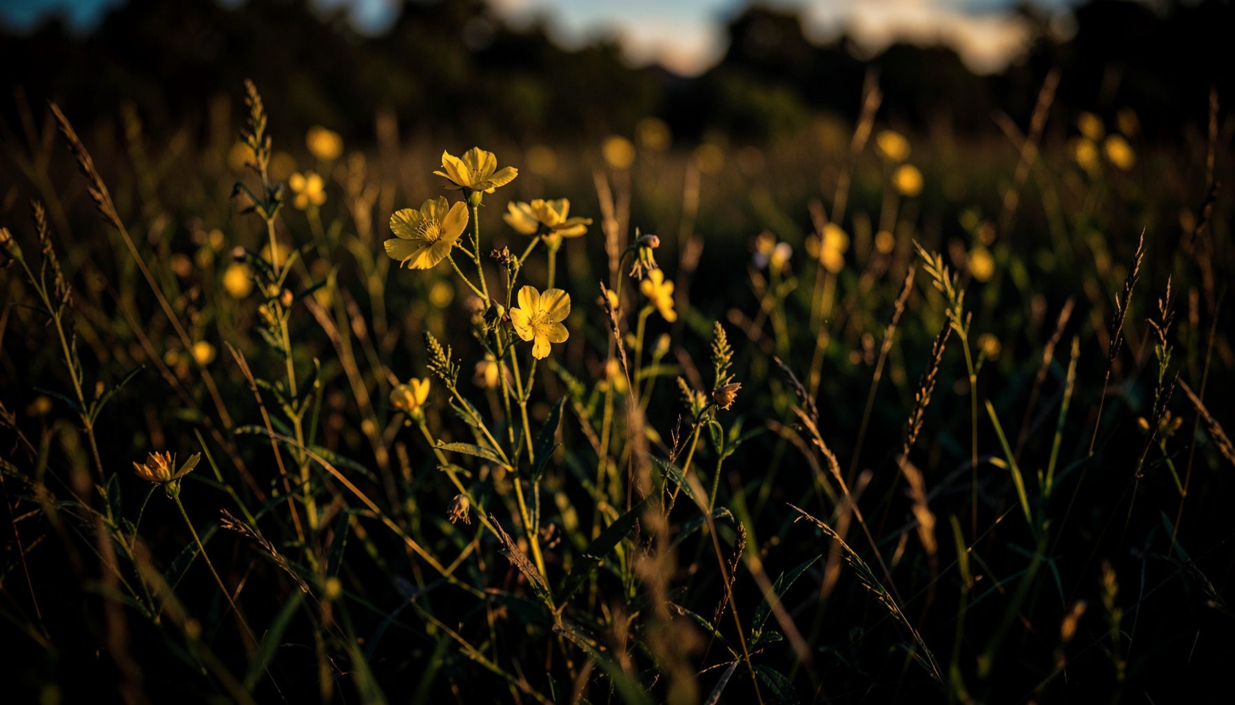 Flores silvestres en un prado con luz dorada de atardecer, tonos amarillos, verdes y marrones suaves.
